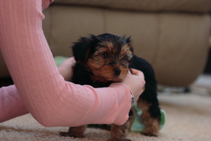  nydelig yorkshire terrier babyer for adopsjon