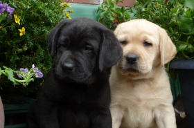 Labrador-Retriever-puppies