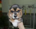 mann Beagle 