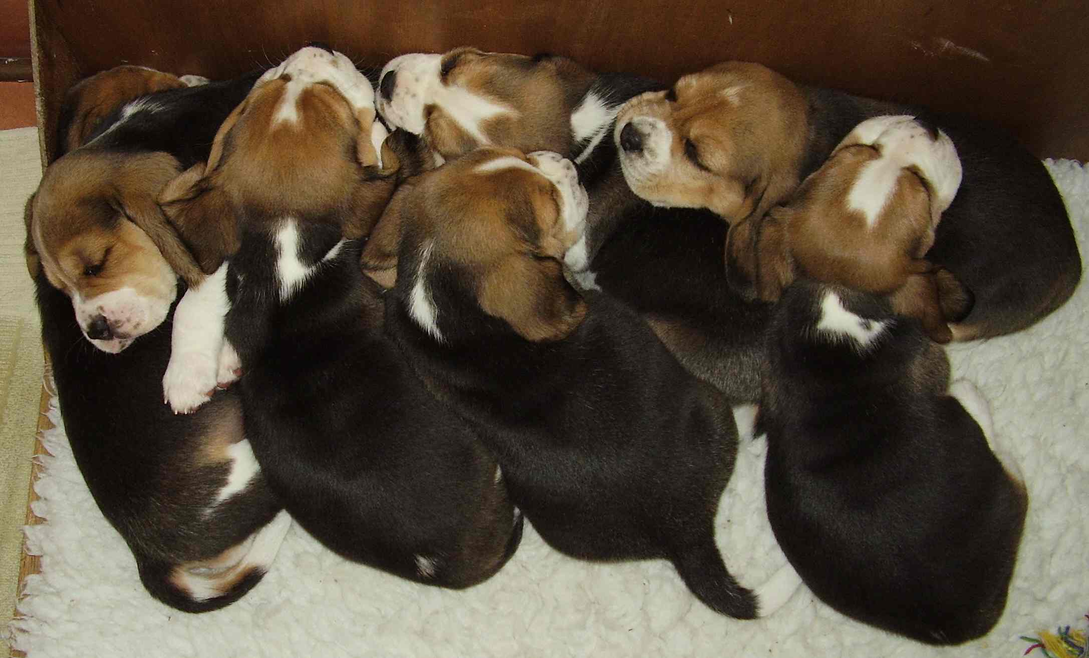 hund beagle salgs