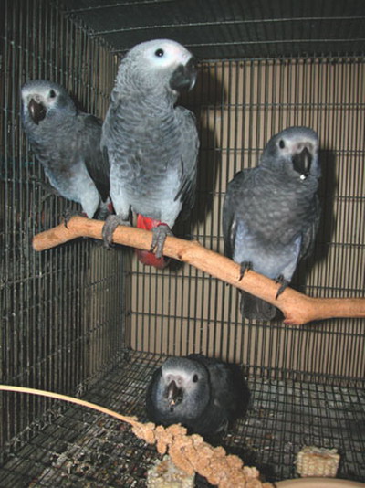 Nydelig afrikanske grå papegøyer mannlige og kvinneligetil salgs.