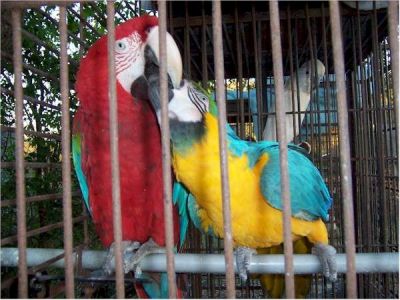 Macaw papegøyer mannlige og kvinnelige for salg. kontakt til mer informasjon.