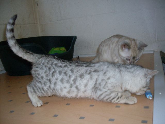 4 Bengal kattunger fantastisk kvalitet og stamtavle