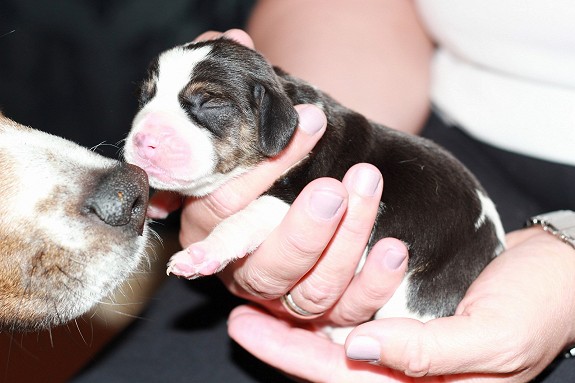 Beagle valper født 7.mai. Kun en tispe igjen