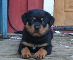 Rottweiler Norge