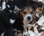 Kennel Beagle Norge