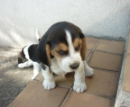 valp salgs Beagle