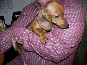 Vi har tilgjengelige valper av dachshund i trefarge, både hannhunder og tisper.

Født: 05/09/2023