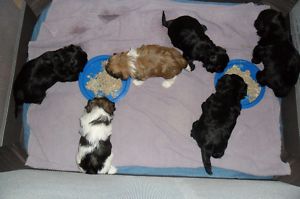  Shih Tzu Puppies