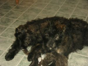 BOUVIER BRINDLE FEMALE