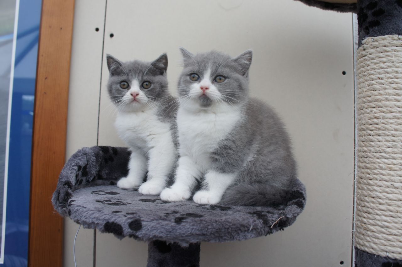 2 Britisk korthår kattunger til gratis adopsjon