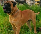 Bullmastiff til salgs valper