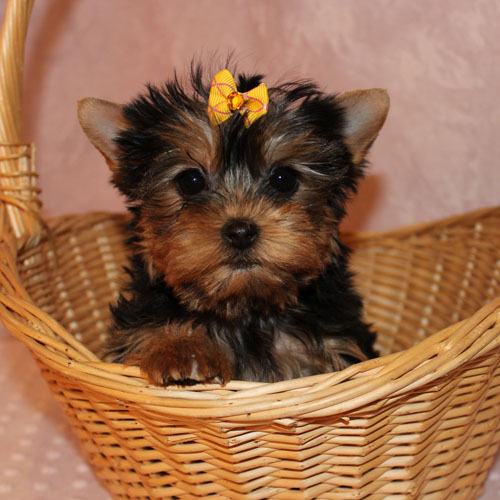 mannlige og kvinnelige yorkshire terrier valper