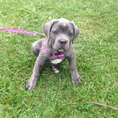 hunder Cane corso til sals