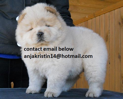 3 Chow Chow valper