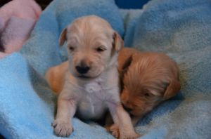 Multigeneration Goldendoodle Puppies