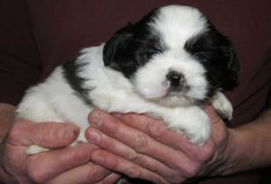  FEMALE Black & White Shih Tzu Puppie