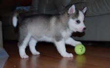 Helse garanti KC Reg Siberian Husky pups opp for adopsjon.