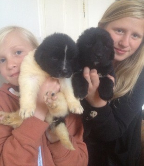 Helse garanti og KC Reg Tibetansk mastiff pups opp for adopsjon.