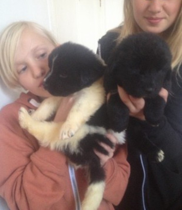 KC Reg Tibetansk mastiff pups opp for adopsjon.