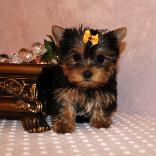 Dette Teacup Yorkie valp 