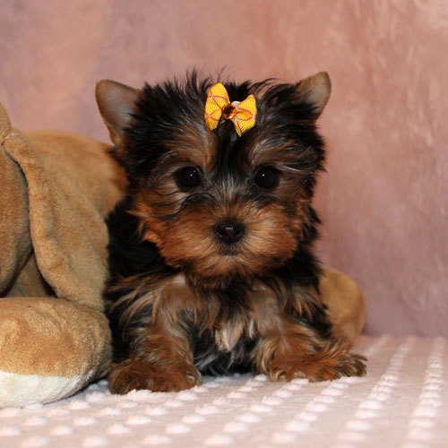 bedårende yorkshire terrier valper