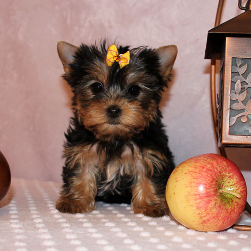  energisk yorkshire terrier terrier valper