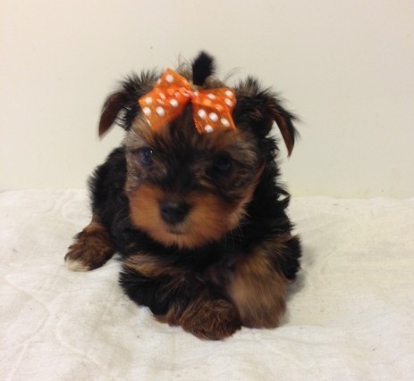 brun / tan yorkshire terrier valper for adopsjon