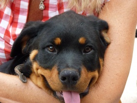 Rottweiler-puppies vom Züchter