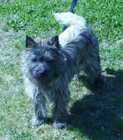 Cairn-Terrier-puppies vom Züchter