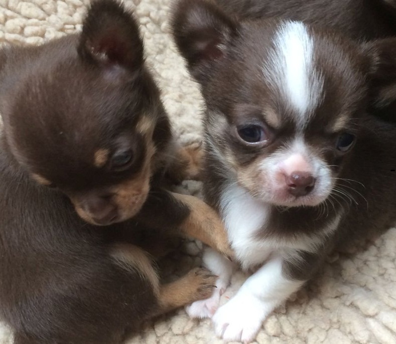 Vakre Chihuahua valper for adopsjon