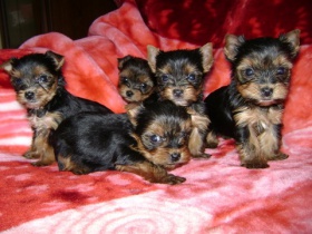 Yorkshire-Terrier-puppies