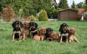avalier-King-Charles-Spaniel-puppies
