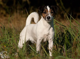 Parson-Russell-Terrier-puppies