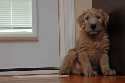 SOFT COATED WHEATEN TERRIER 