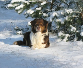 Australian Shepherd