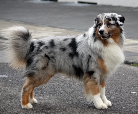 Australian Shepherd til salgs Deckrüde