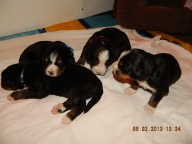 Berner-Sennenhund-puppies 