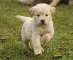 American Golden Retriever Puppies