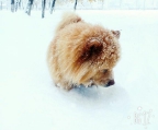 chow chow Pris 15 000