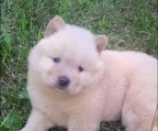 Flotte chow chow valper til salgs