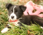 border collie valper til salgs