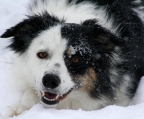 border collie valper til salgs 15000