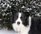 border collie valper til salgs 15000