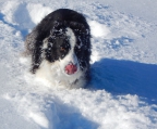 border collie valper til salgs 15000