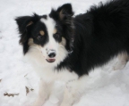 border collie valper til salgs 15000