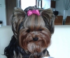 yorkshire terrier oppdretter