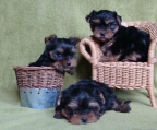 Norsk Yorkshire Terrier