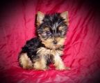 Yorkshire terrier valp 3 måneder 780G