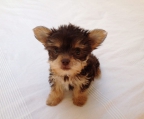 Yorkshire terrier valper liten til salgs